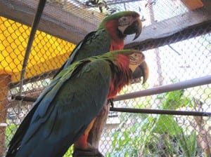 Birds in the aviary of M.A.R.S.