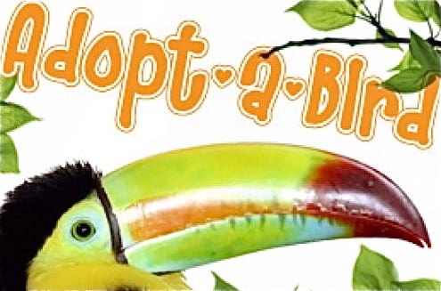 Parrot-Adoption-Florida-Parrot-Rescue