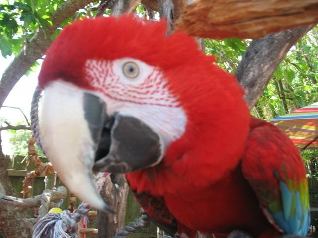 Macaw red eye